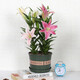 Lily potted flowers bloom in all seasons with buds. Perfume lily indoor and outdoor flower potted lily bulb seeds. Individual bulb colors are random. Pot soil not included. Diameter 4-5 cm.