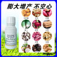 Choline chloride, garlic, ginger, onion, sweet potato, potato, peanut, medicinal underground rhizome expansion hormone regulator 100g1 bottle (100g/bottle)