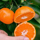 Taste Taizhou Linhai Yongquan Mandarin Oranges 65-80mm Net weight 6.5Jin Jin is equal to 0.5kg No. 1 Member Store Straight from the source