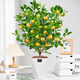 Rose Village Four Seasons Kumquat Potted Saplings Indoor Living Room Fortune Plants Kumquat 40-50cm + Simple Pot Straight from the Source