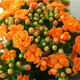 Kalanchoe potted plant with double large flowers and buds is a flower plant that blooms indoors in all seasons and is easy to grow. 12. Golden Fox (with buds) comes with fertilizer and does not include a pot.