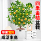 Rose Village Four Seasons Kumquat Potted Saplings Indoor Living Room Fortune Plants Kumquat 40-50cm + Simple Pot Straight from the Source