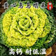 Yellow cabbage seeds are cold and wet-resistant, chrysanthemum heart butter yellow cabbage vegetable seeds for garden planting, yellow cabbage seeds, buy three packs, get two packs free, about 5,000 grains