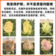 Jingdong Flowers Boutique Water-cultured Soilless Culture New Year's Eve Flowers Valentine's Day Rose Floyd 10 Pack 50CM Straight from the Source