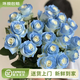 Yunnan flowers wholesale quality rose lily water fresh cut flowers for girlfriend birthday gift source straight hair crushed ice blue (spray color) - 10 pieces, choose 2 pieces, no shipping fee