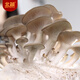 Northern Vegetable Mushroom Planting Bags, Gray Pleurotus Home Grown Edible Mushroom Bags, Small Gray Pleurotus Mushroom Packs, 5 Straight from the Source