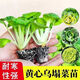 Huangxinwutaicai seedlings, chrysanthemum and cabbage seedlings, potted garden garden fields, easy to grow four-season vegetable seedlings, 10 Huangxinwutaicai plants