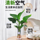 Hydroponic plant Lucky Bamboo Bird of Paradise White Palm Duck Foot Wood Indoor Rice Bamboo Green Plant Flowers Office Desktop Easy to Grow 10 Rice Bamboo 35-45cm + Nutrient Solution No Pots No Specifications
