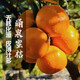 Taste Taizhou Linhai Yongquan Mandarin Oranges 65-80mm Net weight 6.5Jin Jin is equal to 0.5kg No. 1 Member Store Straight from the source