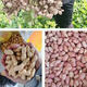 Haihua No. 1 Peanut Seed Academy of Agricultural Sciences New Variety Shelled Thin Shell Large Peanut Seeds Thin Shell Peanut Seeds Original Academy of Agricultural Sciences 5Jin Jin equals 0.5kg (unpacked in bulk)