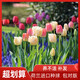 Imported hydroponic tulip bulbs, large five-degree bulbs, soil-cultivated tulip bulbs, cold-resistant, blooming in winter, easy to maintain, 1 bulb, trial planting/no gifts, 11-12cm circumference