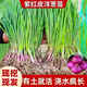 Onion seedlings, Shandong purple-skinned onion seedlings, fruit onion seedlings, cold-resistant and easy to live, freshly planted seedlings, dug and sold now, purple-skinned onion seedlings, 100 pieces