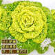 Yellow cabbage seeds are cold and wet-resistant, chrysanthemum heart butter yellow cabbage vegetable seeds for garden planting, yellow cabbage seeds, buy three packs, get two packs free, about 5,000 grains