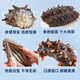 Daxiantian Dalian organic ready-to-eat sea cucumber 3Jin Jin is equal to 0.5kg / 16-21 solids exceeding 85% Liao sea cucumber nourishing gift box straight from the source