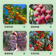 Orchard clearing agent, fruit tree clearing 361, special clearing shed to resist stress and restore tree vigor without harming flowers and fruits. Qingyuan No. 1 No. 1. Orchard Qingyuan No. 1 1000g*12 bottles. Full box