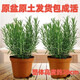 Rosemary seedling potted edible mosquito repellent plant vanilla mint seedling green plant indoor fried steak hydroponic flowers 1 rosemary pot with an overall height of about 25cm + gray starry water-absorbing basin + fertilizer