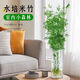 Hydroponic plant Lucky Bamboo Bird of Paradise White Palm Duck Foot Wood Indoor Rice Bamboo Green Plant Flowers Office Desktop Easy to Grow 10 Rice Bamboo 35-45cm + Nutrient Solution No Pots No Specifications
