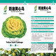 Yellow cabbage seeds are cold and wet-resistant, chrysanthemum heart butter yellow cabbage vegetable seeds for garden planting, yellow cabbage seeds, buy three packs, get two packs free, about 5,000 grains
