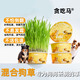Greedy Horse Dog Straw Dog Snacks Wheat Straw Dog Snacks for Lazy People No Soil, Cleans Teeth, Fresh Breath Dog Snacks 2 Boxes