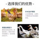 Freeze-dried powder for ducks, chicken, duck and goose diseases, freeze-dried powder, soft foot, lame disease, serositis, anti-viral veterinary breeding medicine, eight bags, used in all farms