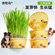 Greedy Horse Dog Straw Dog Snacks Wheat Straw Dog Snacks for Lazy People No Soil, Cleans Teeth, Fresh Breath Dog Snacks 2 Boxes