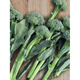 Broccoli moss seedlings, cauliflower seedlings, soil seedlings, broccoli moss seedlings, vegetable seedlings, four seasons broccoli, 10 broccoli moss seedlings, tender and sweet