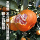 Taste Taizhou Linhai Yongquan Mandarin Oranges 65-80mm Net weight 6.5Jin Jin is equal to 0.5kg No. 1 Member Store Straight from the source