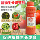 Guoguang Chongfeng 0.7% sodium nitrophenolate tomato tomato growth regulator plant growth regulator sodium nitrophenolate 500ml