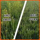Herbicida de post-emergencia de trigo Jiejie Wheat and Wild Oats, Kanmainiang Hekuo doble matanza sin dañar las plántulas de trigo, paquete de deshierbe de trigo C paquete conjunto de 8 paquetes, elimina Jiejie trigo, bromo, avena silvestre versión mejorada 1 juego