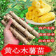 Yishenghuo authentic Guangxi Huanan No. 9 yellow-heart cassava seedlings, preferred No. 9 yellow-fleshed cassava seedlings, 100 yellow-heart cassava seedlings