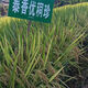 Original new species of Taixiang Youjiazhen, large spike fragrant rice, Thai fragrant rice with strong fragrance, long grain fragrant new rice seeds, new species of Taixiang Youjiazhen, 1Jin Jin is equal to 0.5kg *1 bag, original factory