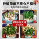 Zhangzhou narcissus bulb seeds special-grade water-cultured bulbs with buds large balls indoor and outdoor winter hydroponic plant pots special-grade narcissus narcissus large balls 3 pieces circumference 18-25 not including pots