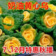 Yellow cabbage seeds are cold and wet-resistant, chrysanthemum heart butter yellow cabbage vegetable seeds for garden planting, yellow cabbage seeds, buy three packs, get two packs free, about 5,000 grains