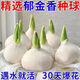Imported hydroponic tulip bulbs, large five-degree bulbs, soil-cultivated tulip bulbs, cold-resistant, blooming in winter, easy to maintain, 1 bulb, trial planting/no gifts, 11-12cm circumference