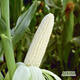 Wangyuanxing white waxy corn seed Meinuo No. 9 big stick fragrant waxy corn high yield early maturing farm field sowing in spring and autumn X Meinuo No. 9 200g 10 bags
