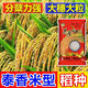 Original new species of Taixiang Youjiazhen, large spike fragrant rice, Thai fragrant rice with strong fragrance, long grain fragrant new rice seeds, new species of Taixiang Youjiazhen, 1Jin Jin is equal to 0.5kg *1 bag, original factory