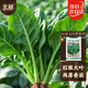Beishu spinach seeds with large leaves and red roots, winter and spring cold-resistant four-season vegetable seeds, spinach seeds with red roots and large leaves 50g