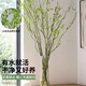 Fresh branches of dragon willow, hydroponic plants, dry branches of snow willow with buds and wicker branches, living room green plants and flowers, indoor potted plants, easy to grow. Selected fresh branches of dragon willow, 80cm high, 10 branches (soaked in water and grow wildly) with nutrient solution.