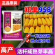 Zhuanghan Academy of Agricultural Sciences corn seeds with short stems, lodging resistance, drought resistance and high yield double stems upgraded disease-resistant golden grain bract grain seeds Academy of Agricultural Sciences golden grain 1515g, resistance to lodging and stable yield