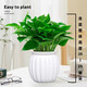 Pothos potted plants absorb formaldehyde and purify the air, hydroponic green plants, easy-to-grow flowers for lazy people, moving gifts. Best selling 5 pots. Pothos + white pumpkin pots self-absorb water. The overall pot height is 20-25cm.