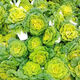 Yellow cabbage seeds are cold and wet-resistant, chrysanthemum heart butter yellow cabbage vegetable seeds for garden planting, yellow cabbage seeds, buy three packs, get two packs free, about 5,000 grains
