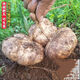 Early-maturing Muma Mountain Sweet Potato and Cold Potato Seeds Large Sweet Potato White Sweet Potato Kudzu High-yielding Spring and Autumn Sowing Fruit and Vegetable Seeds Muma Mountain Sweet Potato (Jingyam Seeds/Pack About 50 Pieces 3 Packs