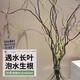 Fresh branches of dragon willow, hydroponic plants, dry branches of snow willow with buds and wicker branches, living room green plants and flowers, indoor potted plants, easy to grow. Selected fresh branches of dragon willow, 80cm high, 10 branches (soaked in water and grow wildly) with nutrient solution.