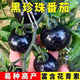 Sugar water black pearl black tomato seeds black persimmon small tomato seeds cherry tomatoes balcony potted fruit and vegetable seeds black gem tomato seeds 200 capsules / 2 bags + fertilizer new seeds of the year