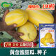 Golden dense melon seeds, melon dense seeds, Golden Road fruits, early maturing, high yield, disease resistance, extra large spring melon fruit seeds, golden dense seeds/pack, about 100 seeds, 5 packs