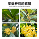 Special soil for osmanthus, special nutrient soil for osmanthus trees, flower cultivation soil, universal planting soil, organic soil fertilizer, special soil for osmanthus formula 50 liters