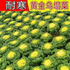 Yellow cabbage seeds are cold and wet-resistant, chrysanthemum heart butter yellow cabbage vegetable seeds for garden planting, yellow cabbage seeds, buy three packs, get two packs free, about 5,000 grains