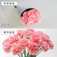 Single-headed carnations, fresh-cut multi-color flowers, sent directly from the Yunnan base to mom and wife as a Valentine's Day gift. 20 red single-headed carnations.