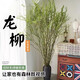 Fresh branches of dragon willow, hydroponic plants, dry branches of snow willow with buds and wicker branches, living room green plants and flowers, indoor potted plants, easy to grow. Selected fresh branches of dragon willow, 80cm high, 10 branches (soaked in water and grow wildly) with nutrient solution.