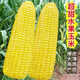 National Approval Fruit Corn Seeds Fresh Sweet and Crisp National Approval Sweet Corn Seeds Farmhouse Garden Vegetables National Approval Fruit Corn Seeds 3 packs of about 150 grains